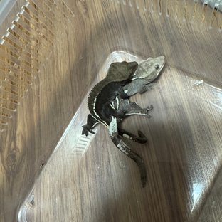 아잔틱