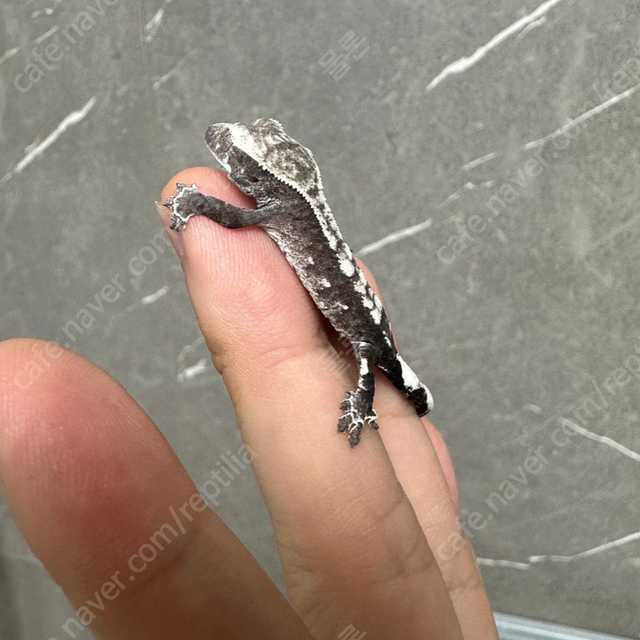 아잔틱