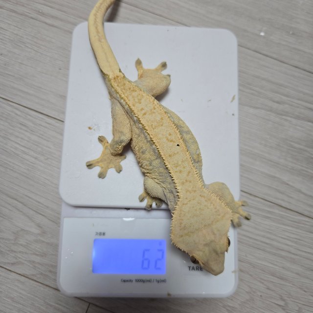 노멀 화이트스팟 옐로우 핀스트라이프