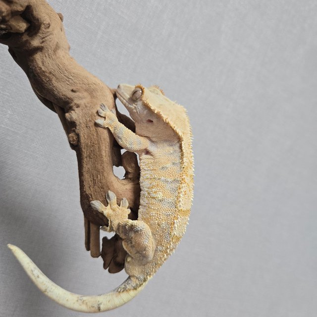 트라이 텐저린 할리퀸