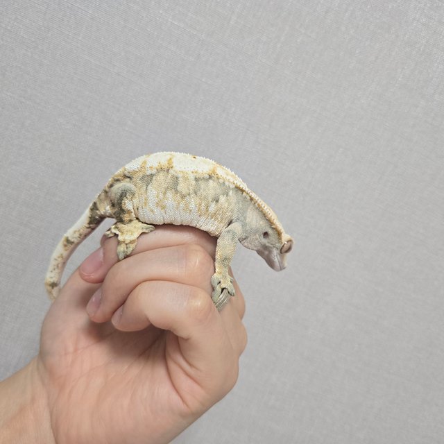 노멀 릴리화이트 드리피 트라이 익스트림할리퀸