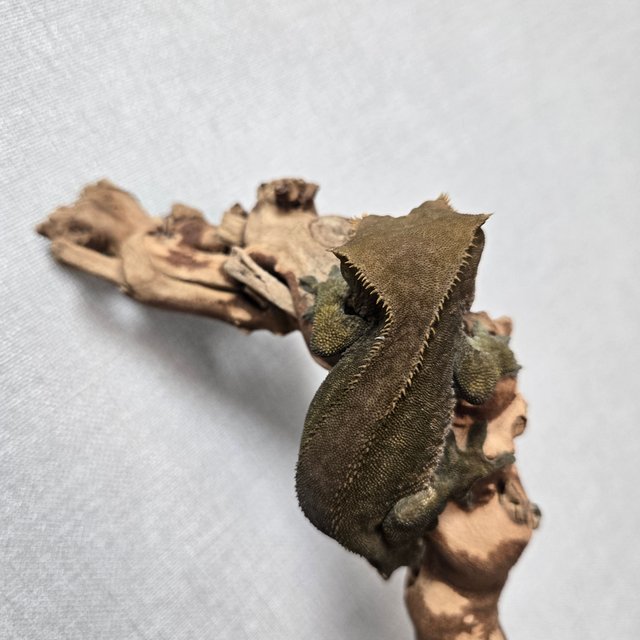 패턴리스 팬텀 벅스킨 챠콜 다크