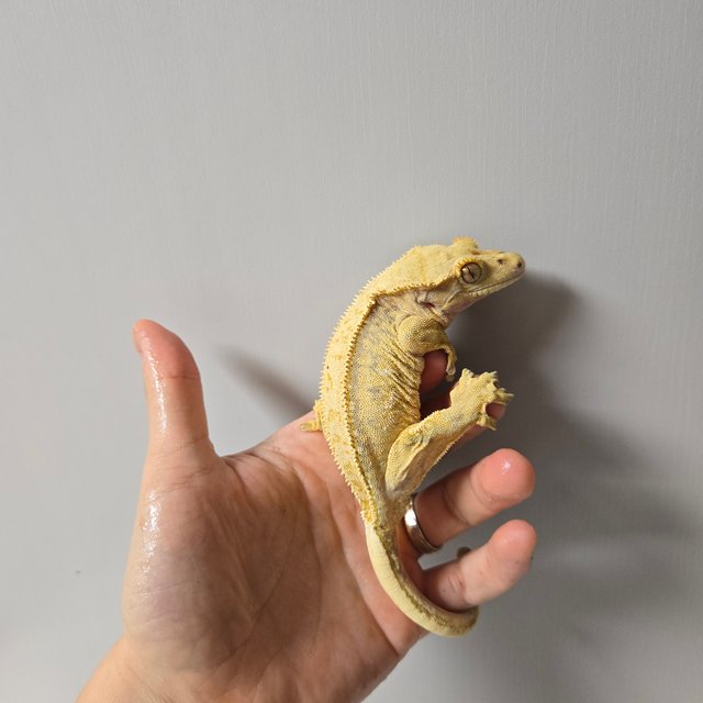 노멀 핀스트라이프 크림