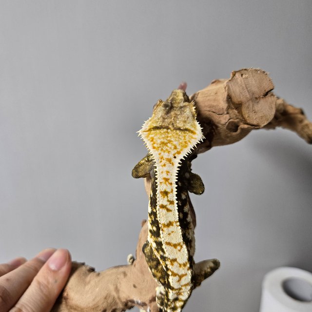 바브 트라이 익스트림할리퀸