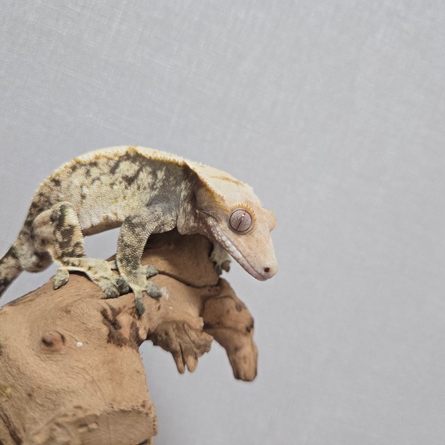 노멀 트라이 익스트림할리퀸 화이트포트홀 화이트스팟