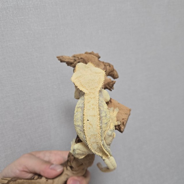 노멀 화이트스팟 옐로우 핀스트라이프