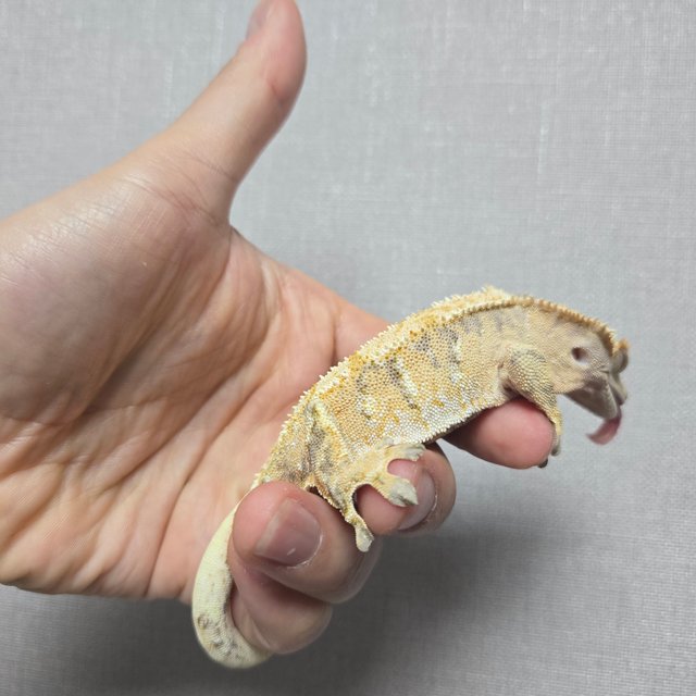 트라이 텐저린 할리퀸