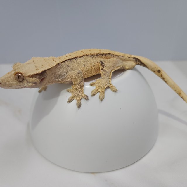 노멀 드리피 트라이