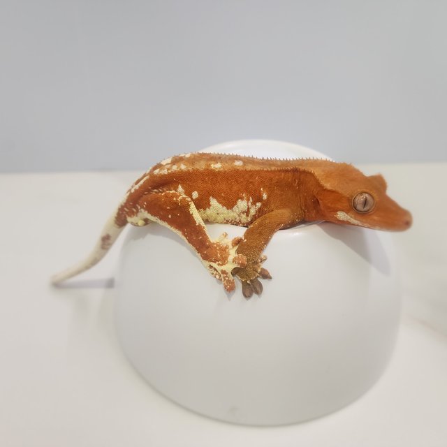 레드 바이 화이트포트홀 화이트