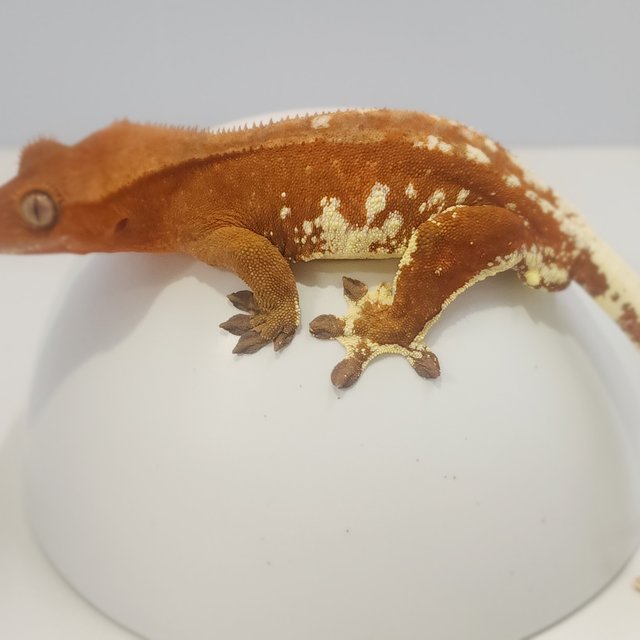 레드 바이 화이트포트홀 화이트