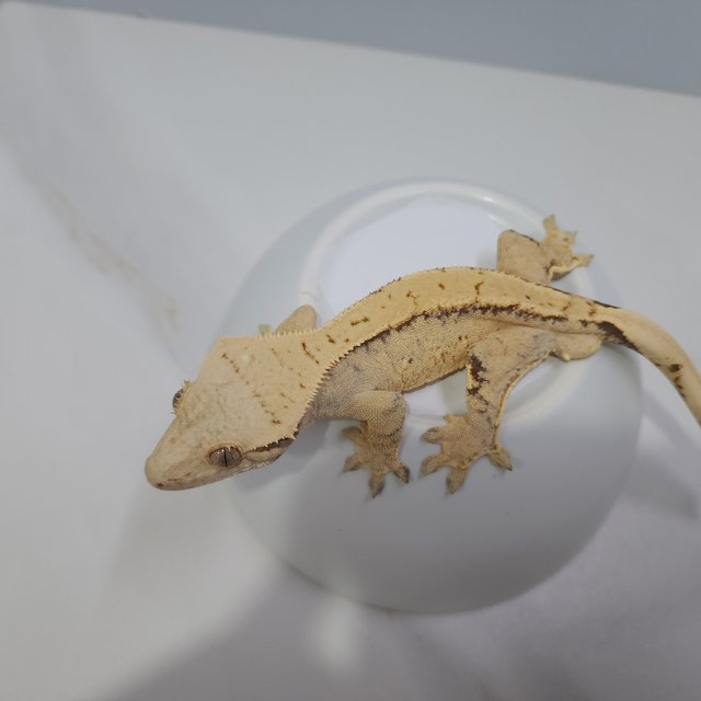 노멀 드리피 트라이