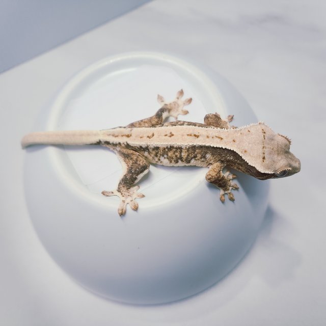 트라이 릴리화이트 드리피