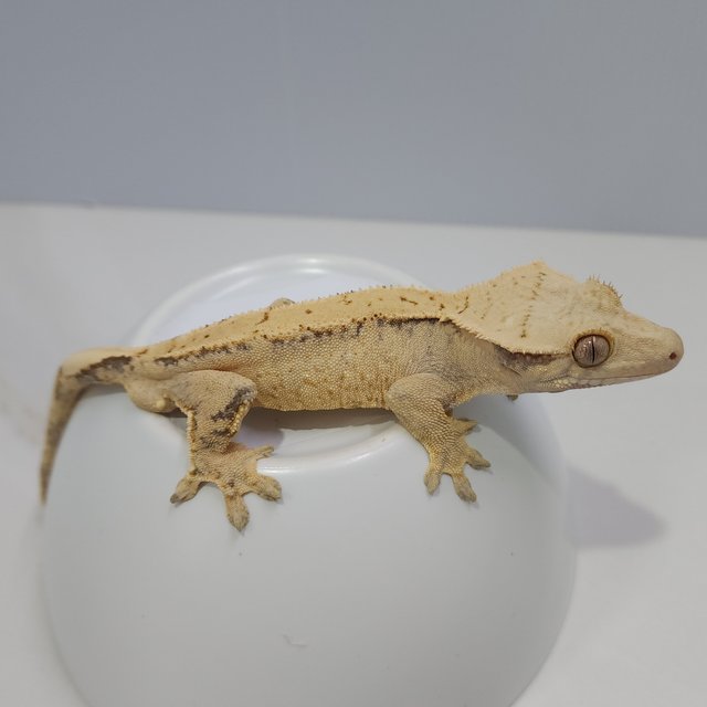 노멀 드리피 트라이