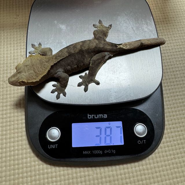 100%헷아잔틱
