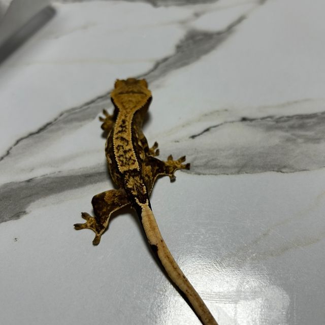 노멀 트라이