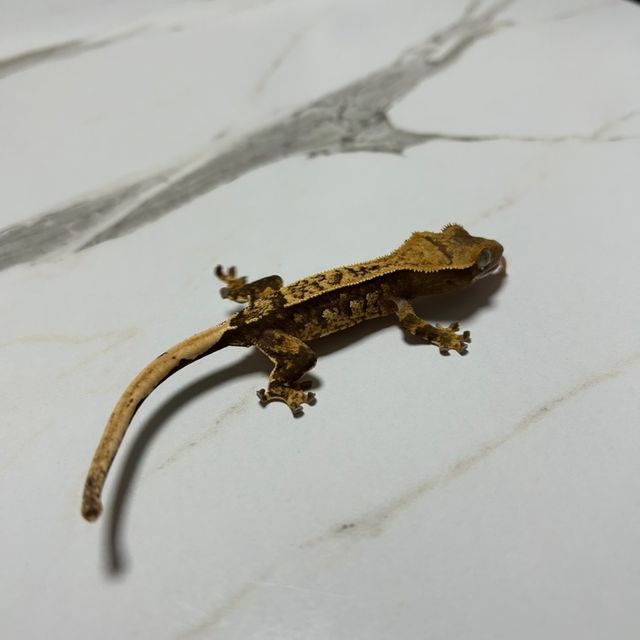 노멀 트라이