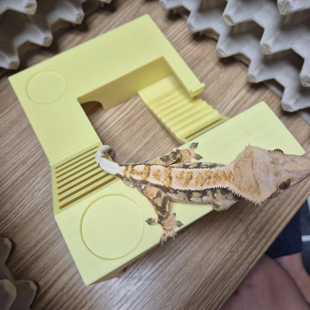 트라이 익스트림할리퀸