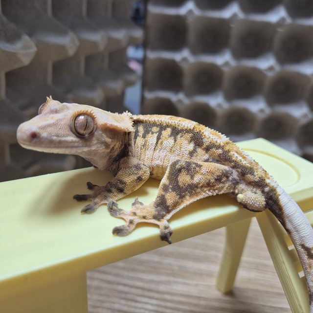 트라이 익스트림할리퀸