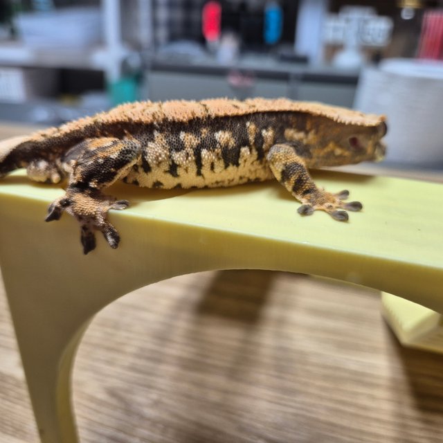 트라이 익스트림할리퀸