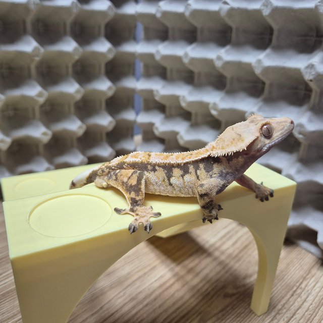 트라이 익스트림할리퀸