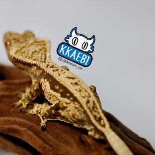 Full Pinstripe Quad Pinstripe