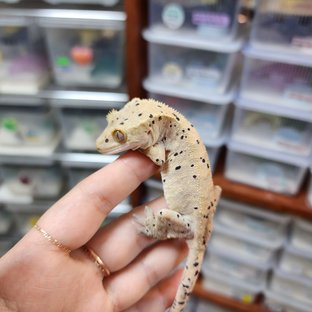Super Dalmatian Dark