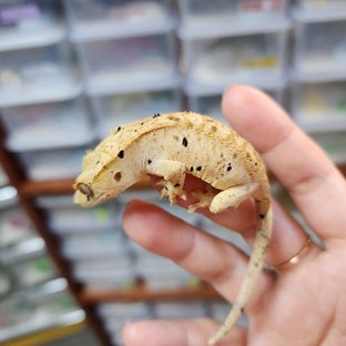 Super Dalmatian Yellow