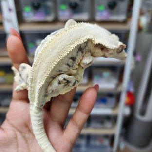 금비