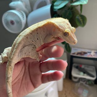 우유