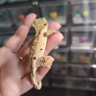 Super Dalmatian Yellow