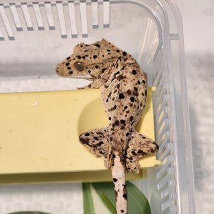 Super Dalmatian Yellow