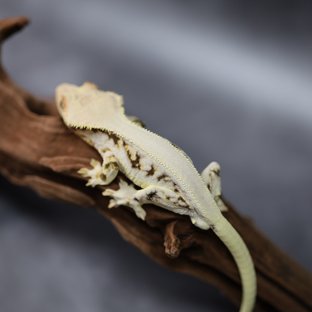 릴리화이트 솔리드백