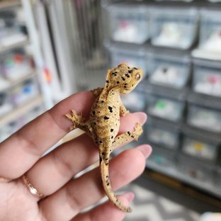 Super Dalmatian Yellow