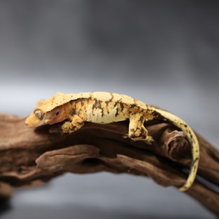 트라이 익스트림할리퀸