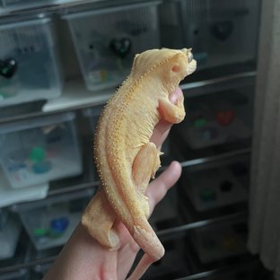 생귤