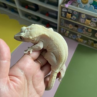 데이지