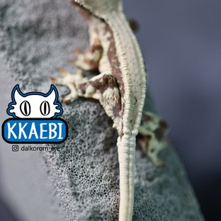 릴리화이트