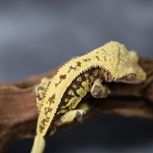 풀핀 핀스트라이프