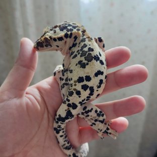 기역이(페일라인)