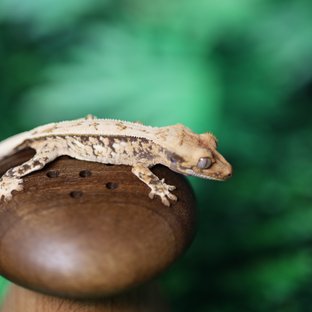 화이트스팟 쿼드 풀핀 트라이 드리피