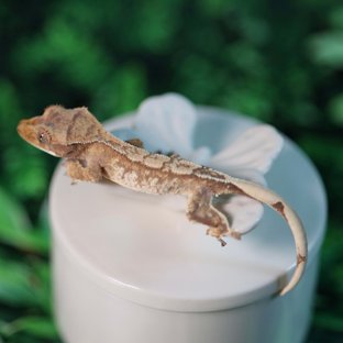 트라이 익스트림할리퀸 레드