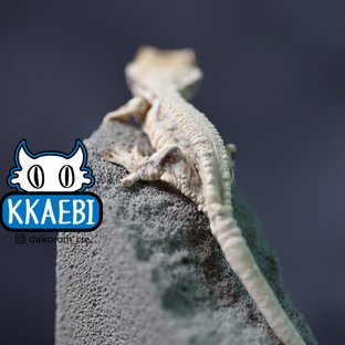 릴리화이트 트라이