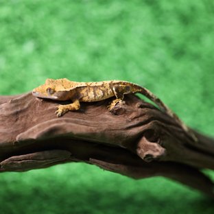 트라이 익스트림할리퀸