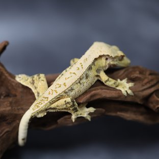 핀스트라이프 드리피 풀핀