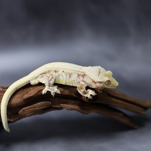 릴리화이트 트라이 레드