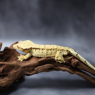 익스트림할리퀸