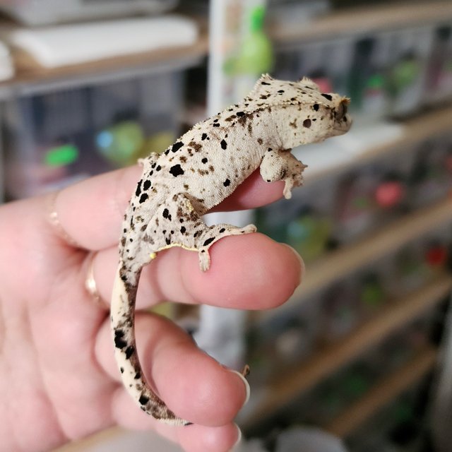 Super Dalmatian Yellow