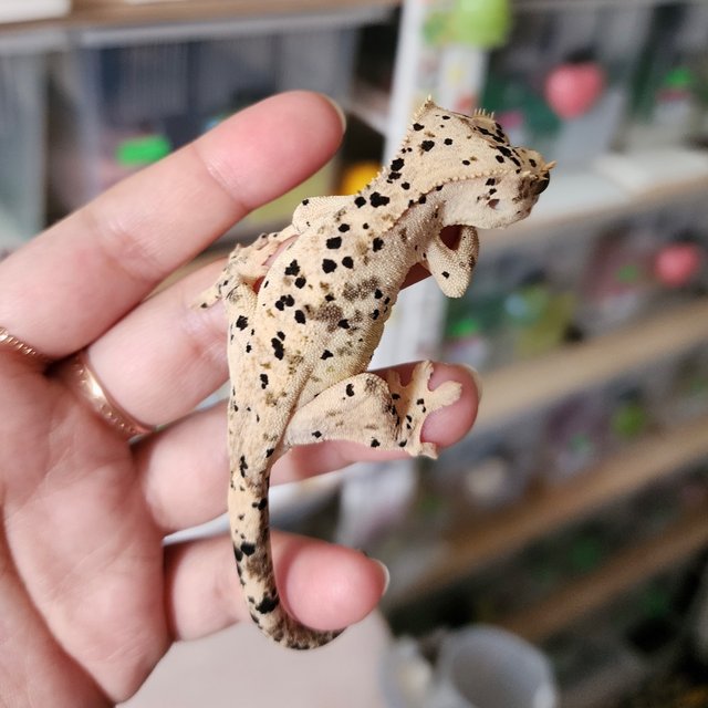 Yellow Super Dalmatian