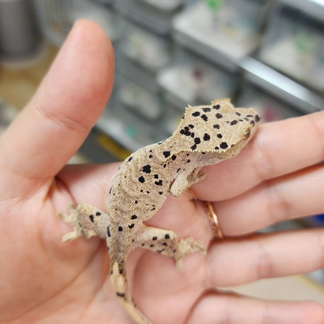 Super Dalmatian Dark