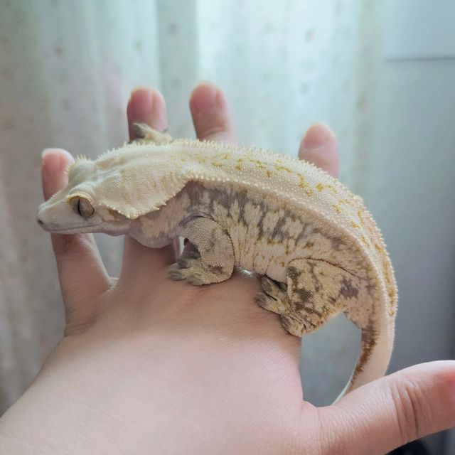 Tri Full Pinstripe Drippy